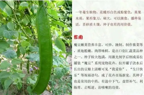 小编结语:有关刀豆的形态特征,功效与作用及药用价值就介绍到这了.