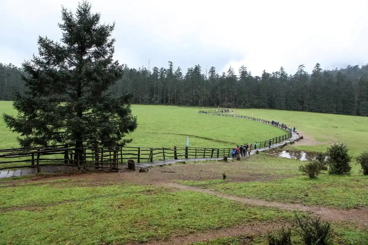 欣赏玉龙雪山原始森林美景.云杉坪,土语称"游午阁"即"情死之 - 抖音
