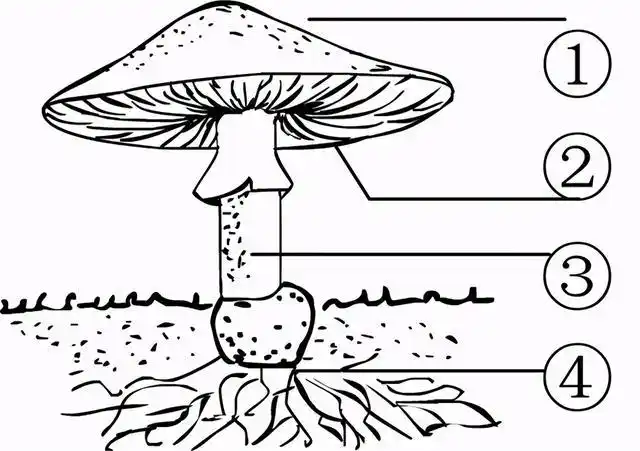 多吃蘑菇少患癌,这个有依据吗?听听医生怎么说 baijiahao.baidu.com