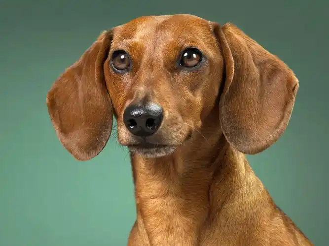 1600x1200 壁纸下载 - 小狗写真高清壁纸(八) - 动物壁纸 - v3壁纸