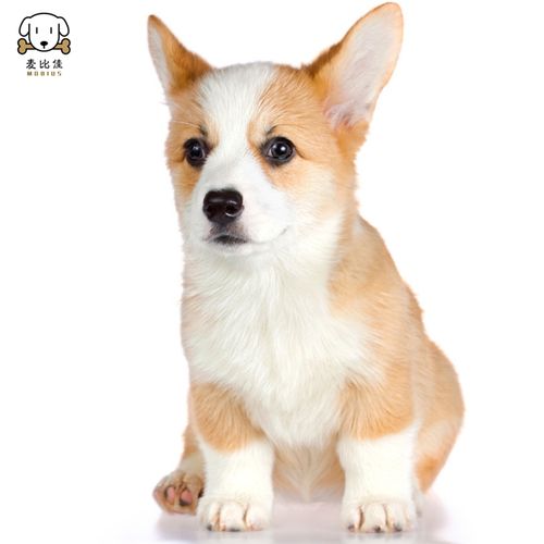 纯种血统双色三色小体柯基狗 威尔士短腿迷你后臀可爱狗狗视频挑选