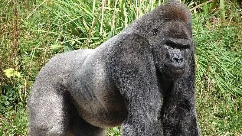 银背大猩猩捶胸口50连集锦,太强壮了,不知道什么动物能打的过它