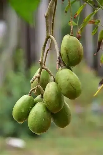 园区内硕果累累的槟榔青(spondias pinnata)