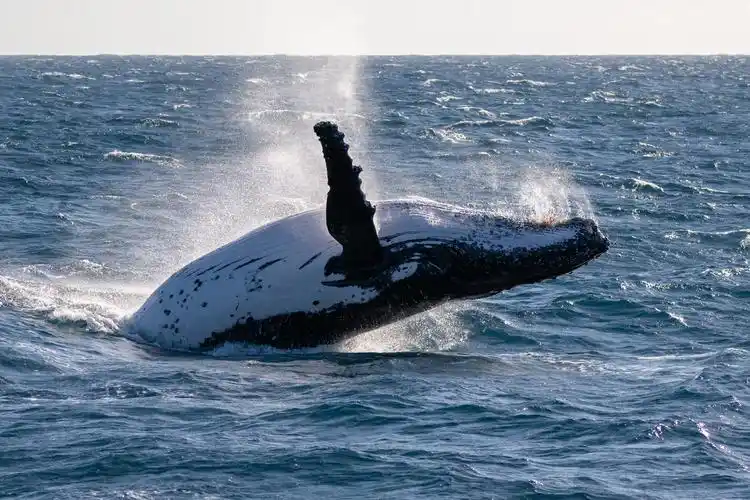 [观鲸之旅]捕捉自然生命之美