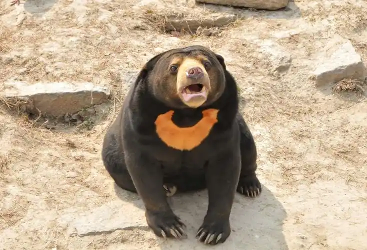 憨态可掬的马来熊