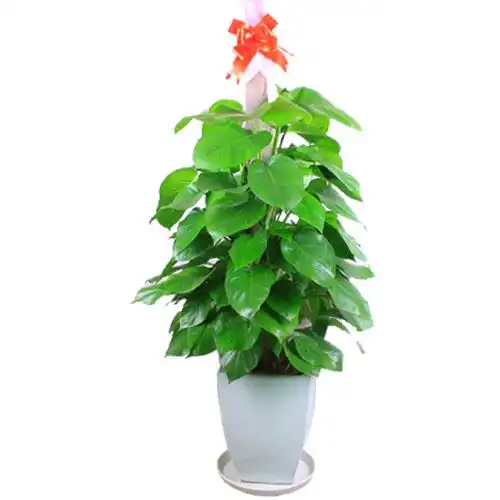 大绿萝中型花卉办公室内净化空气吸除雾霾甲醛包邮盆栽绿植物北京