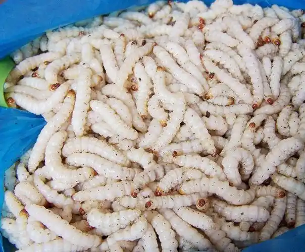 美味"竹虫",你敢吃吗?