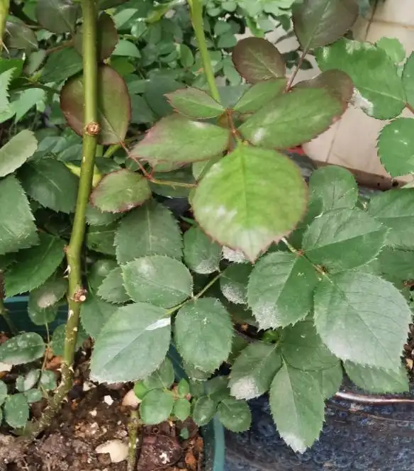 月季得了黑腐病,全株都枯萎,赶紧预防!