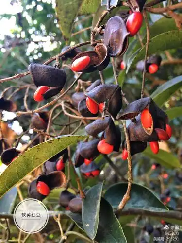 其它 【山野自然笔记】乡土植物深圳马峦山 写美篇软荚红豆 豆科 红豆