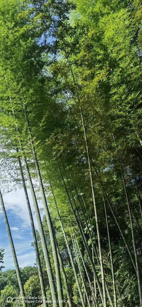 竹林风景,美丽家园