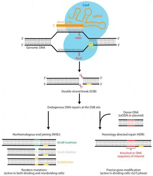 解说crispr-cas9 &amp; base editor的基础结构_基因_induce_细胞