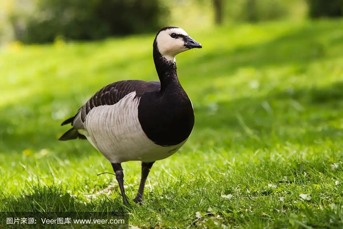 绿草上的藤壶鹅
