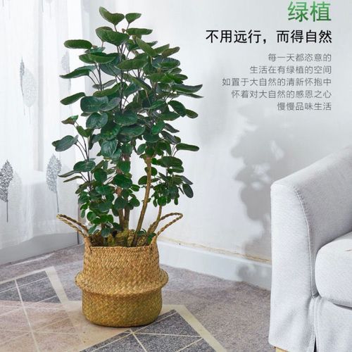 金钱兜大盆栽圆叶钱多多盆景客厅办公室中大型送礼植物室内外绿植