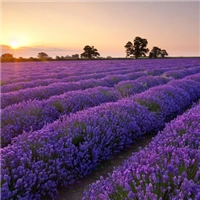 微信头像薰衣草图片,唯美的薰衣草花海微信风景头像