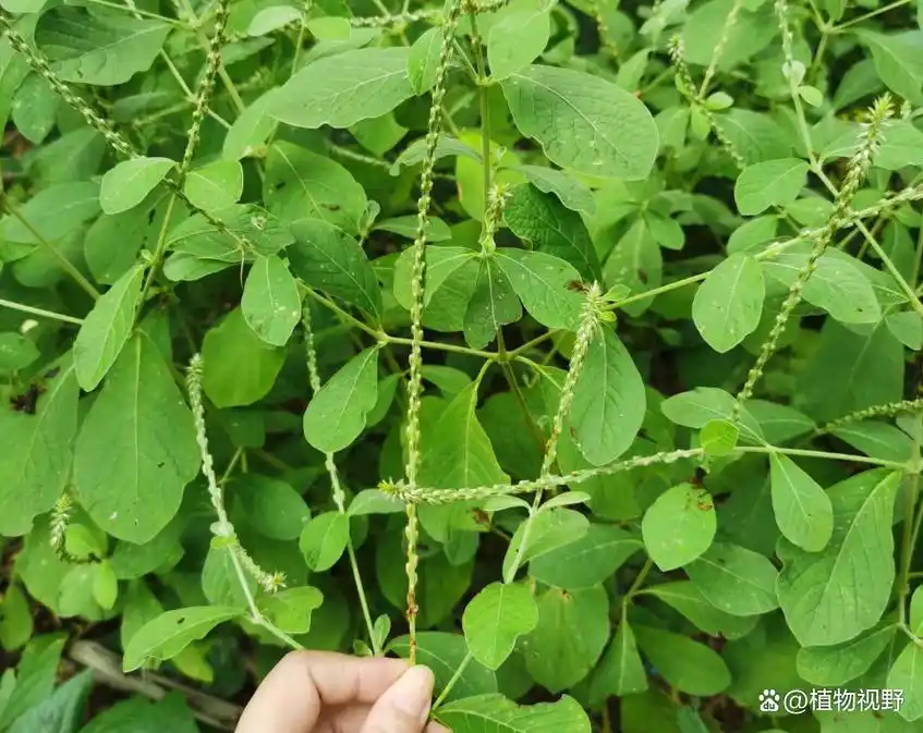 土牛膝,又称倒扣草,倒钩草,有3大作用,价值极高,要了解!