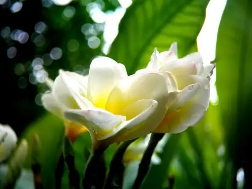 夏雨季花露凝香
