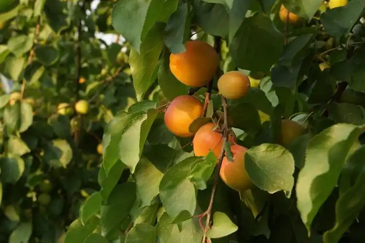 老家的杏子
