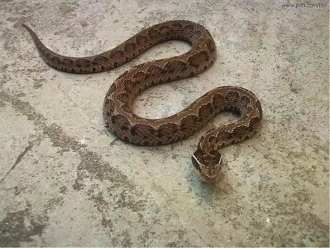 p>短尾蝮(学名: i>gloydius brevicaudus /i>)又称草上飞,地扁蛇