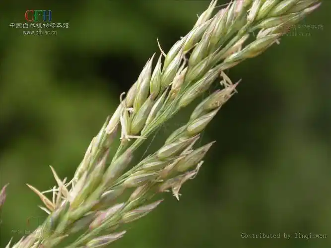 p>野古草(学名: i>arundinella anomala /i> steud.