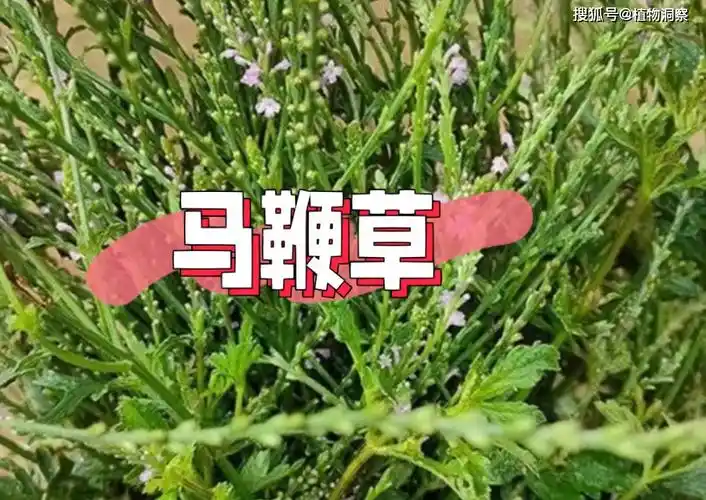 马鞭草,又称凤颈草,铁马鞭,有4大作用,价值极高,农民朋友要了解!