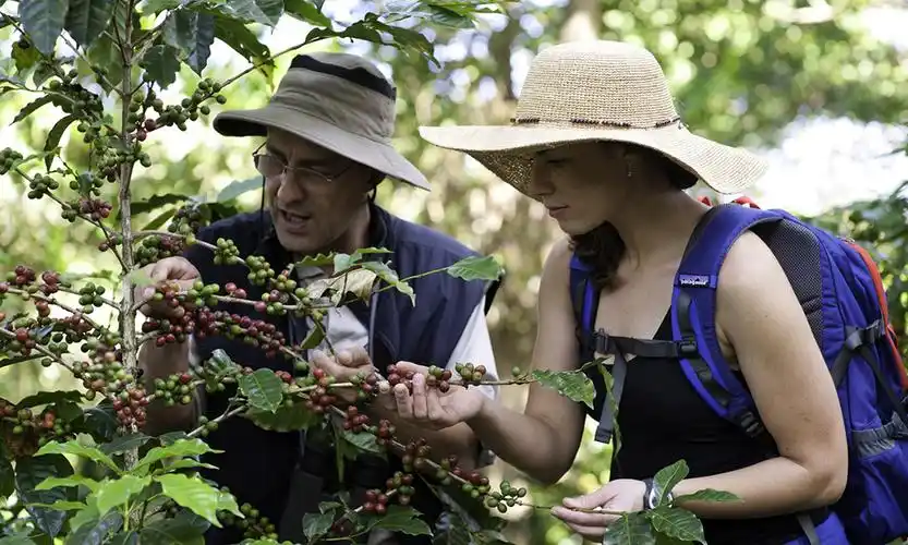 下午"探险家们"一同前往附近的咖啡庄园,这里属于世界著名的咖啡产