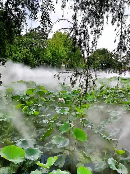 梦幻荷花!仙气袅绕,人间仙境!