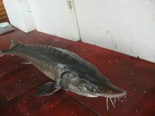 清蒸的这种尖嘴鱼叫什么鱼