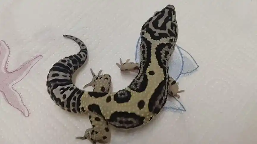 豹纹守宫 豹纹守宫 土匪 凶萌凶萌的