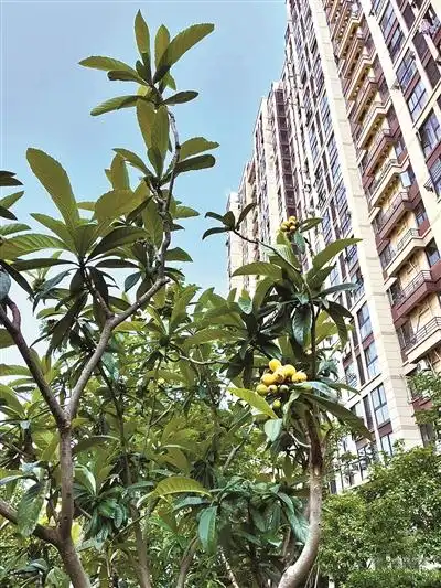 黄灿灿的枇杷已挂满枝头宁波小区里的枇杷该不该摘