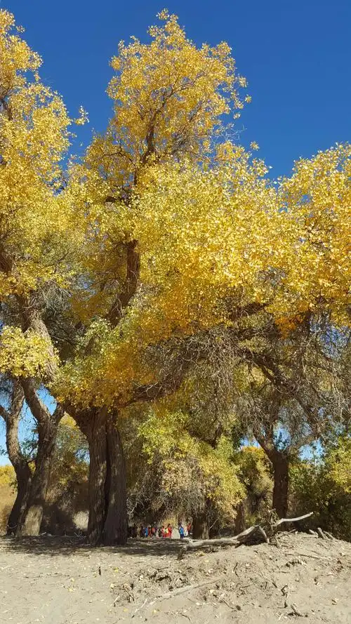 "三干年的守望,只为等你的到来"一最美胡杨林~~2018年10月5日至10日