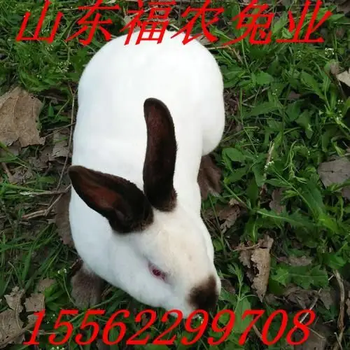 比利时兔苗 商品杂交野兔 兔子价格嘉祥