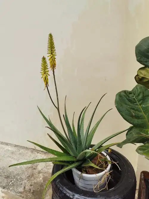 芦荟开花 来自 钟黄强 | 天空之城