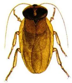 有谁知道土元多少钱,俗称簸箕虫.知道的帮忙解决一下,谢谢!