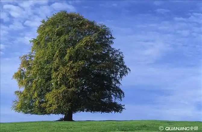 山毛榉树图片_图片大全