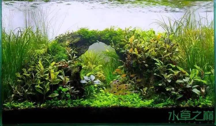 60缸造景图集,总有一款给你新鲜.