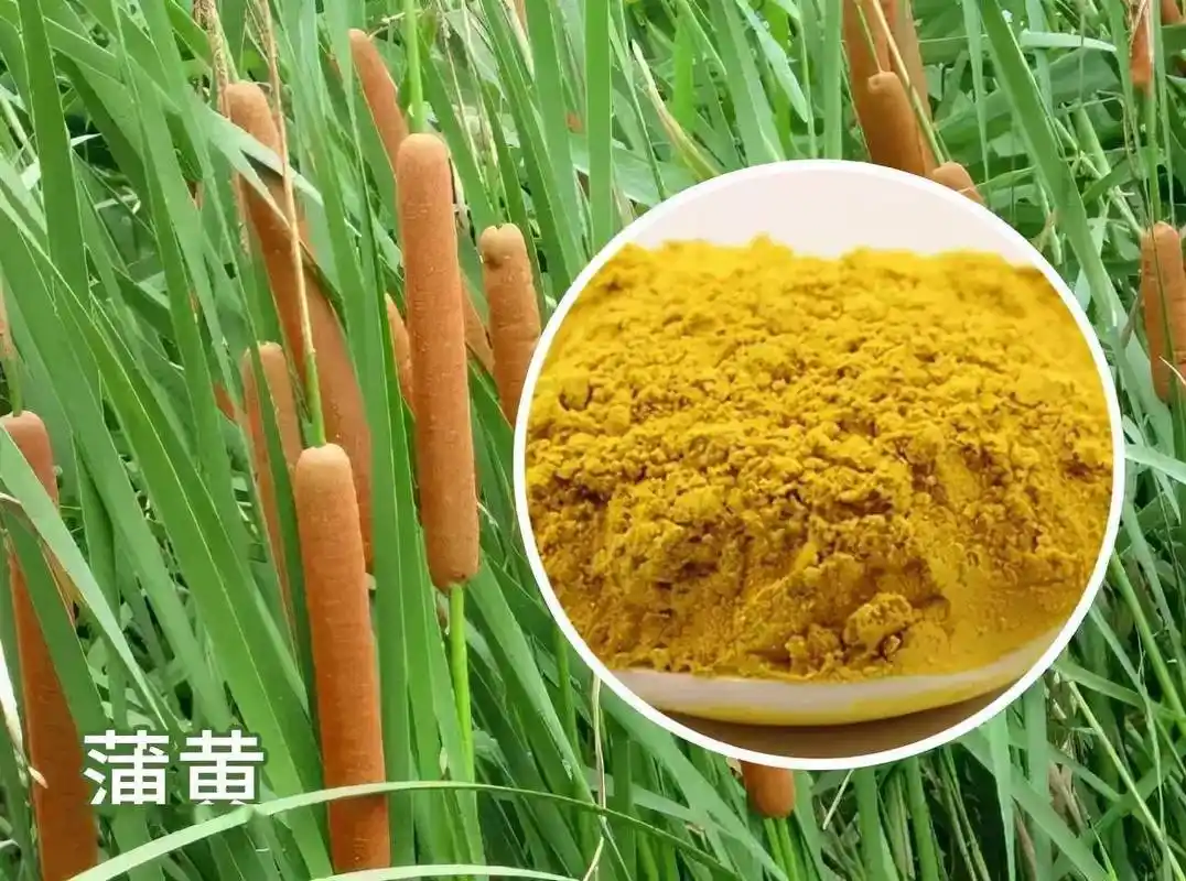 性味归经:甘,平.归肝,心包经.相关名字:香蒲,水蜡烛,蒲草.