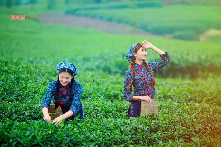 【美丽的采茶姑娘】胡悦,陈燕(转)