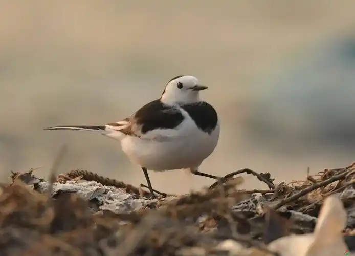 白鹡鸰(摄于北京)