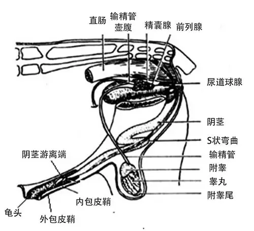 图2-1 公牛生殖器官
