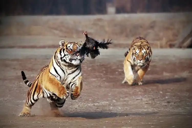 威猛老虎摄影壁纸_霸气老虎强势来袭