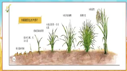 水稻是如何长大的