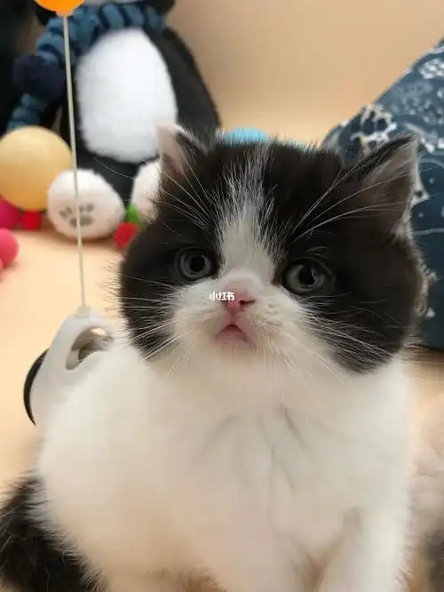 英国短毛猫黑白弟弟