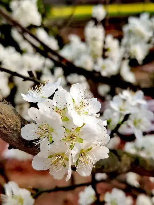 雪白雪白的李花