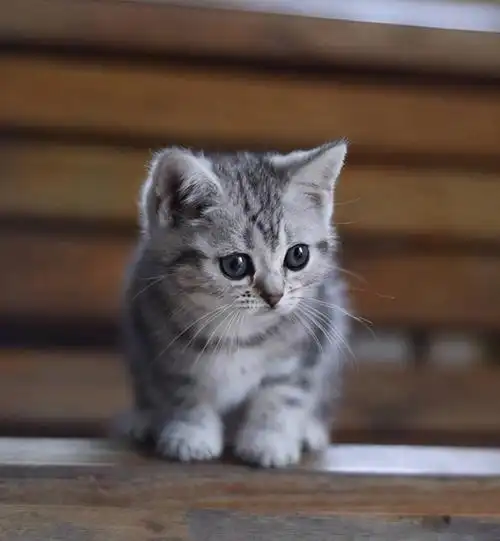 起司猫(起司猫多少钱一只)