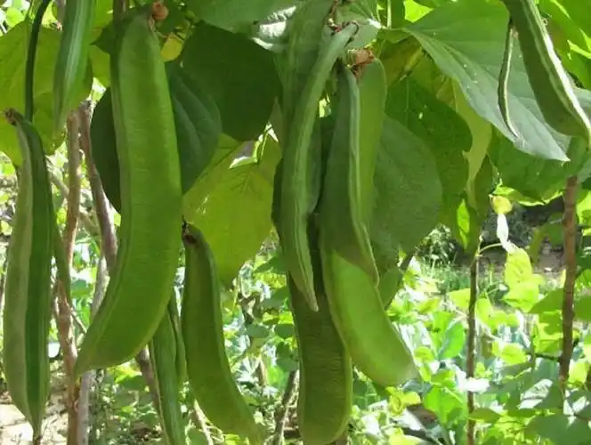 湖南特产剁辣椒刀豆农家自制酸辣脆刀豆下饭菜刀芭豆三件包邮250g