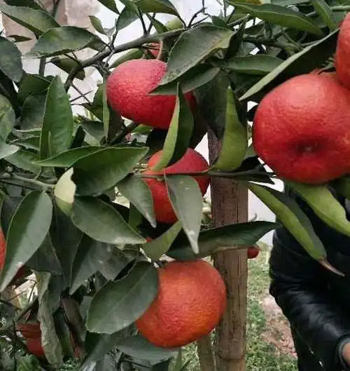 明日见嫒红椪柑哪个好原因是什么