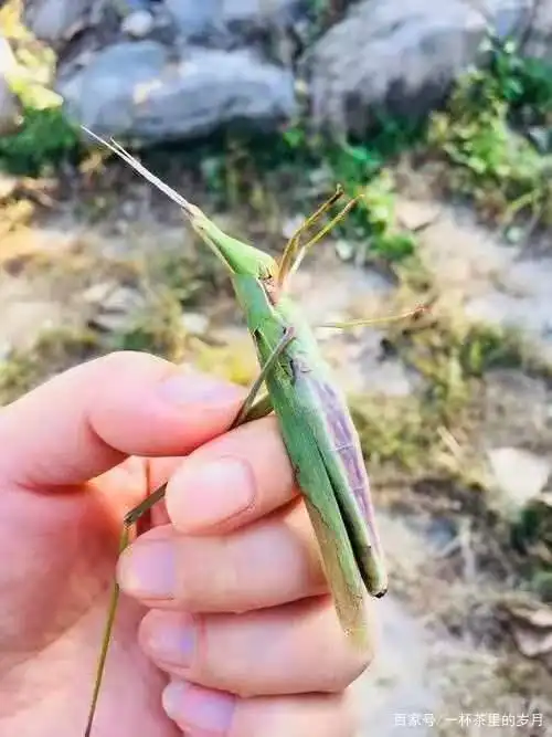 儿时逮油蚂蚱的趣事