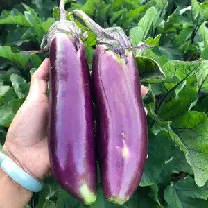 重庆茄子新鲜土茄子长茄子农家自种当季紫皮新鲜现摘蔬菜5斤包邮