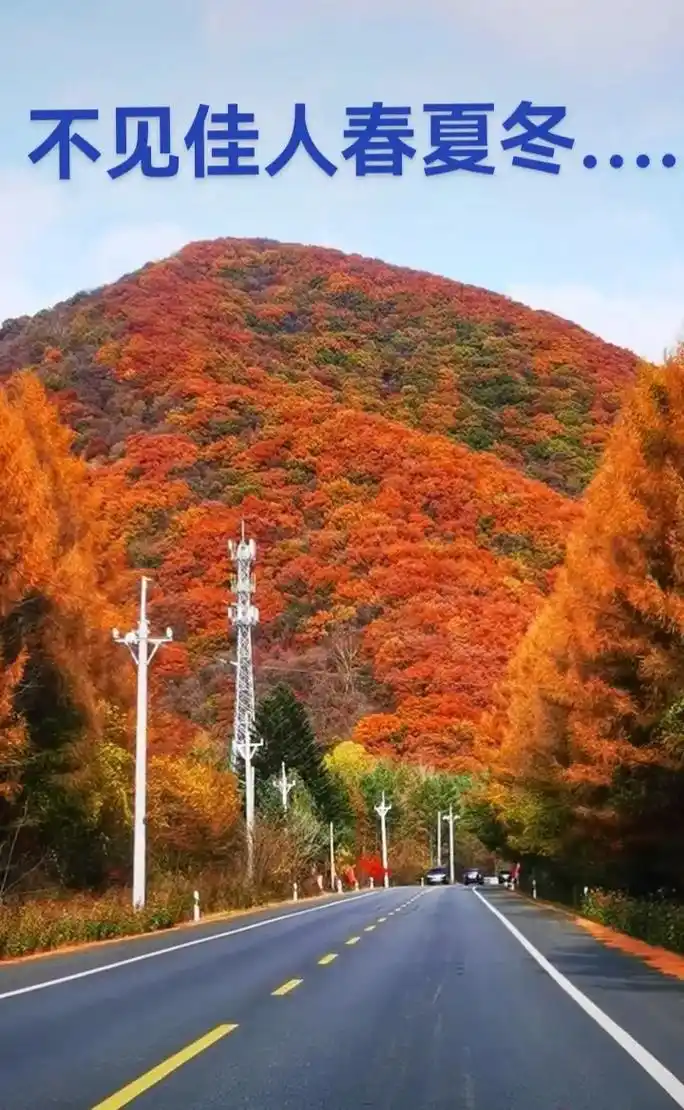告诉大家只有网红中华枫叶大道,本恒公路,才有如此美景,全长7 - 抖音