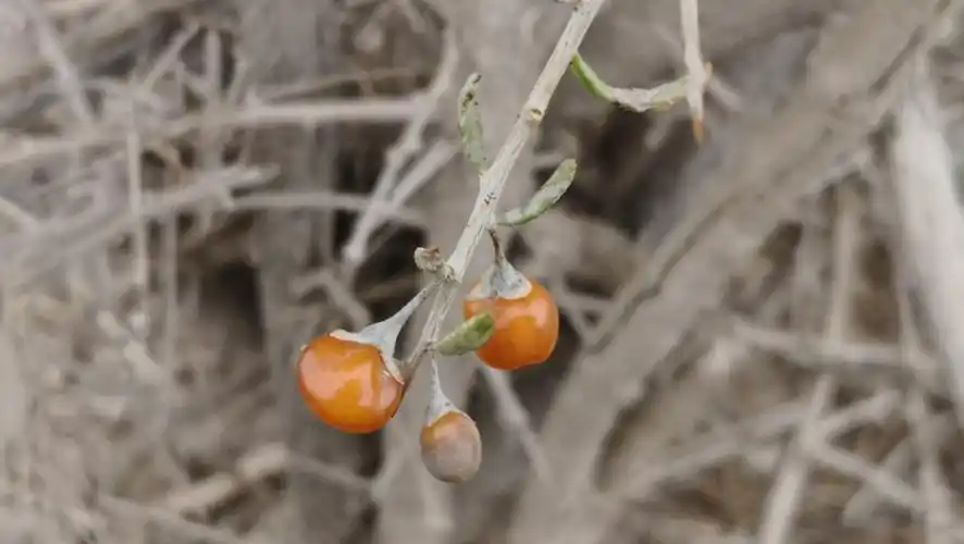这是黄色的野生枸杞,像极了玛瑙,尝了尝很甜,纯天然的枸杞味道真不错.